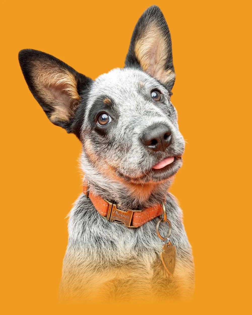 Cachorro olhando com expressão curiosa
